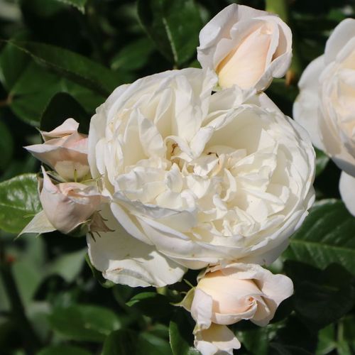 Rosa Summer Memories® - alb - Trandafir copac cu trunchi înalt - cu flori tip trandafiri englezești - coroană tufiș